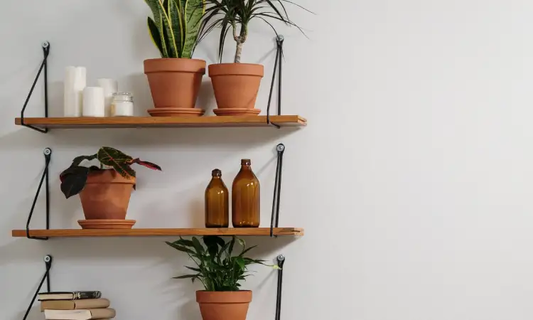 Tanaman indoor, Sumber: pexels.com